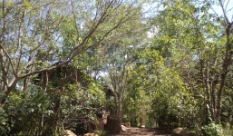 Đôi nam nữ ôm nhau thắt cổ tự tử tại ngôi nhà hoang trong rừng